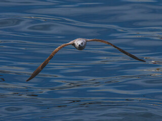 seagull flying over the sea