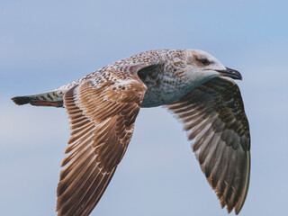 a beautiful seagull flying in the sky