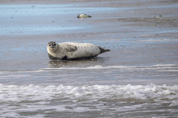 Eierland, De Cocksdorp, Texel, The Netherlands, Oktober 28th, 2024, A seal peacefully rests on the warm sandy beach, surrounded by gentle waves and a picturesque serene landscape