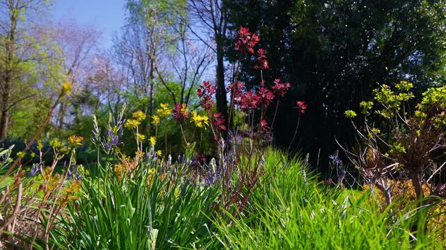 Slowmotion of trees in flower in the middle of the Garden