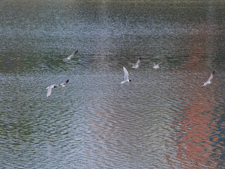 seagulls flying over the lake
