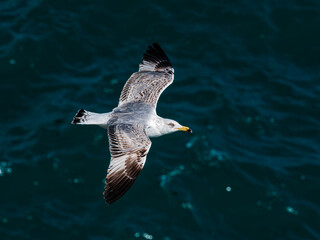 seagull flying over the sea