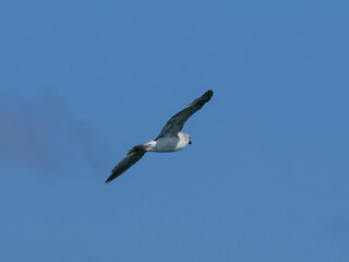 seagull flying beautiful blue sky