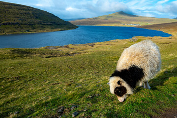 Faroese Sheep - Faroe Islands