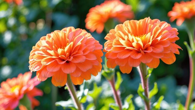 Beautiful Zinnia elegans 'Profusion Orange' blossoms in summer garden