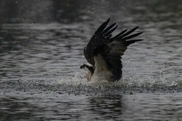 The beautiful flight characteristics of Osprey in Thailand.