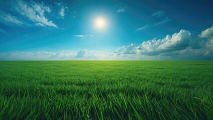 Obraz premium Stunning landscape of lush grass and blue sky with clouds on the horizon