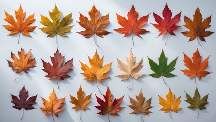 Fototapeta premium Unique autumn leaves isolated on white background