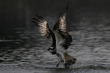 The beautiful flight characteristics of Osprey in Thailand.