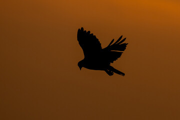 The beautiful flight characteristics of Osprey in Thailand.