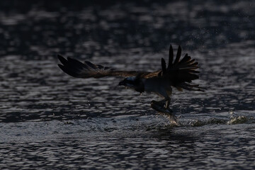 The beautiful flight characteristics of Osprey in Thailand.