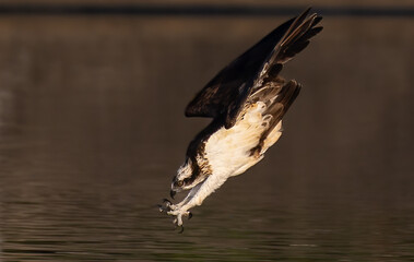 The beautiful flight characteristics of Osprey in Thailand.