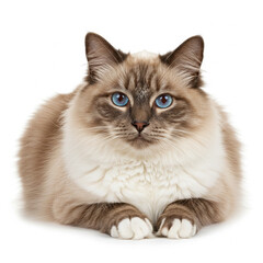 Beautiful Blue-Eyed Cat with Fluffy Fur in a Serene Portrait