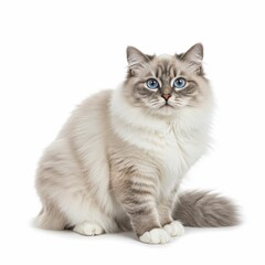 Obraz premium Beautiful Fluffy Cat in a Graceful Upright Pose on White