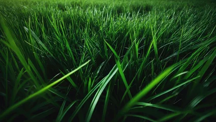 Poster Close-up of dark green grass in a lush meadow
