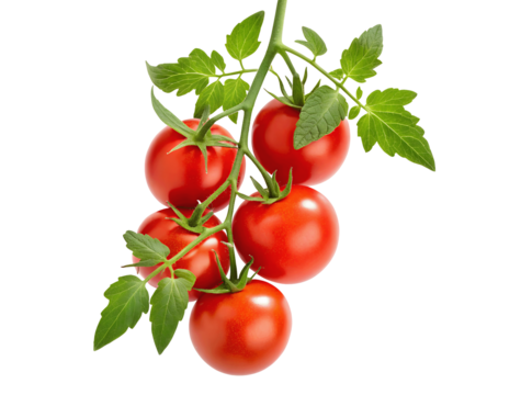 Fresh red tomatoes on vine with vibrant green leaves, isolated on a transparent background for culinary and agricultural use in a PNG cutout mockup template for artwork display