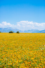 Fototapeta premium Blooming orange safflower close-up. Safflower fields against the backdrop of mountains. Industrial cultivation of safflower for oil production.