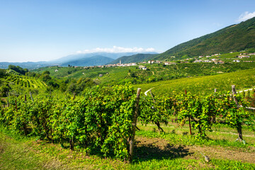 Fototapeta premium Prosecco Hills, vineyards and San Pietro di Barbozza village. Valdobbiadene, Veneto, Italy