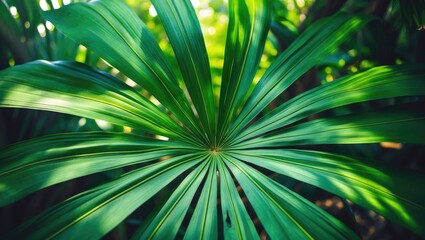 Fototapeta premium Vivid tropical leaf with green background and textured veins, palm tree close-up in jungle setting