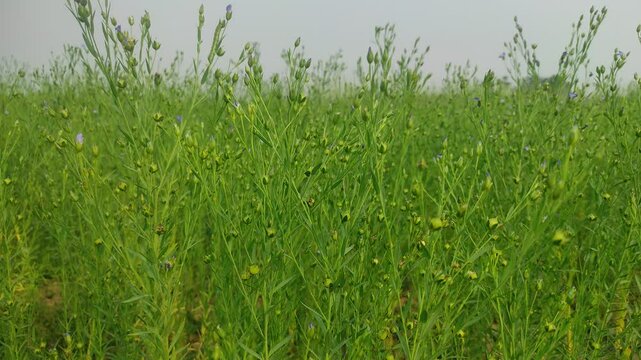 Flax (Linum usitatissimum), also known as common flax or linseed, is a member of the genus Linum in the family Linaceae. It is a food and fiber crop cultivated in cooler regions of the world.