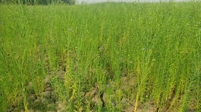 Flax (Linum usitatissimum), also known as common flax or linseed, is a member of the genus Linum in the family Linaceae. It is a food and fiber crop cultivated in cooler regions of the world.