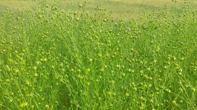 Flax (Linum usitatissimum), also known as common flax or linseed, is a member of the genus Linum in the family Linaceae. It is a food and fiber crop cultivated in cooler regions of the world.