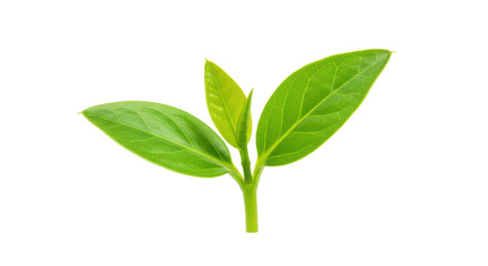 Isolated Growing Green Plant Sprout Spring Concept