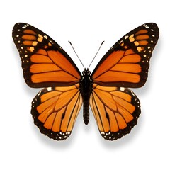 Obraz premium Monarch butterfly isolated