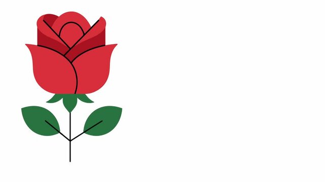 Red rose flowers animation in white background 