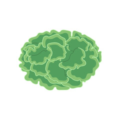 Green seaweed illustration. Ocean algae or coral isolated on white. Sea plant. Aquarium. Underwater ocean plant.