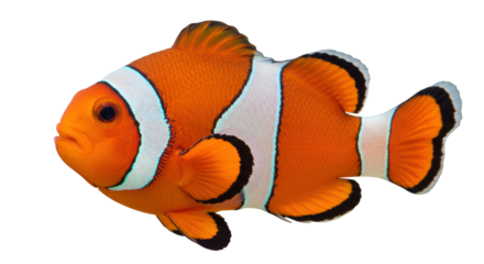 Isolated Bright Orange Clownfish with White Stripes