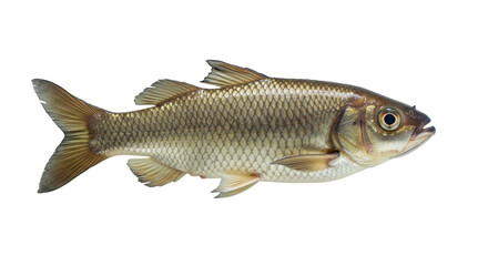 Isolated Freshly Caught Carp Fish