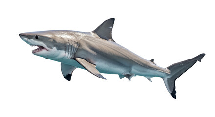 Fototapeta premium Isolated Great White Shark Menacing Predator