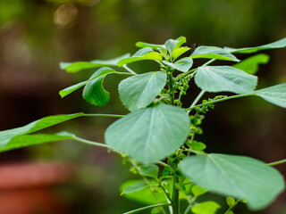 Acalypha indica of Indian acalypha also know as Indian Mercury or Indian Nettle. It is known for its medicinal use and the attraction of its root to domestic cats similar properties to catnip.