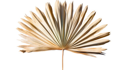 Dried palm leaf with intricate fan shape showcasing natural textures and colors, ideal for tropical decor and design projects, nature concept