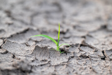Green blade of grass growing in cracked dry soil. A fragile green blade of grass growing through cracked dry ground - symbol of hope and resilience