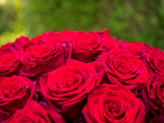 Close-up of red roses in bloom with green blurred background, showing the upper part of a bouquet.