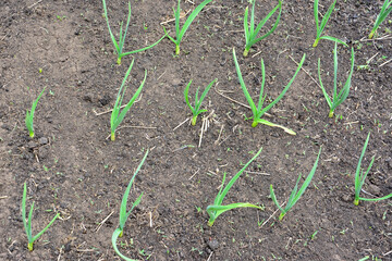 Garlic sprouts growing in the garden top view