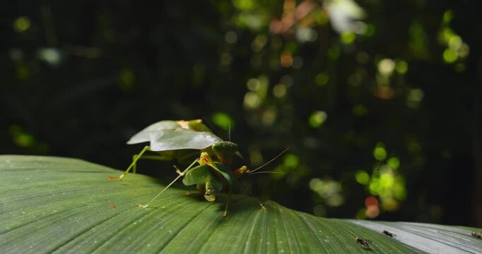 Cobra mantis ambushes and kills a unaware green grasshopper on a leaf, deep in Peru&rsquo;s Amazon rainforest.