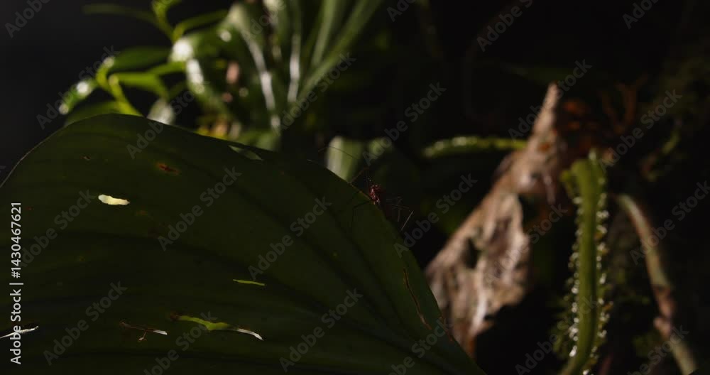 Poster backlit assassin bug creeps along a leaf edge, navigating the dense greenery of peru’s amazon rainfo