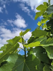 Fig leaves on a blue sky background