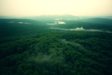 Naklejka premium A mysterious tropical green forest with fog and extreme cold. 