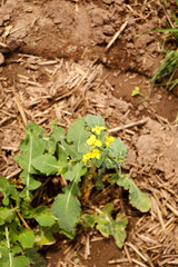 rapeseed field in bloom, rapeseed field, rapeseed flower in hand, bee on the rapeseed flower, past blooms