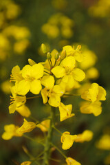Obraz premium rapeseed field in bloom, rapeseed field, rapeseed flower in hand, bee on the rapeseed flower, past blooms