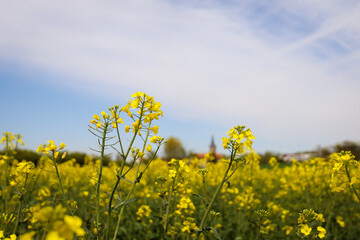 Obraz premium rapeseed field in bloom, rapeseed field, rapeseed flower in hand, bee on the rapeseed flower, past blooms