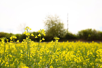 rapeseed field in bloom, rapeseed field, rapeseed flower in hand, bee on the rapeseed flower, past blooms