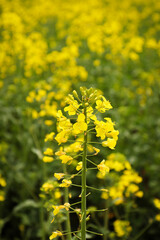 Fototapeta premium rapeseed field in bloom, rapeseed field, rapeseed flower in hand, bee on the rapeseed flower, past blooms