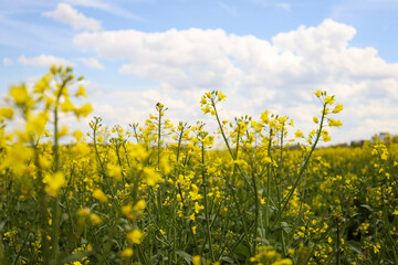 Obraz premium rapeseed field in bloom, rapeseed field, rapeseed flower in hand, bee on the rapeseed flower, past blooms