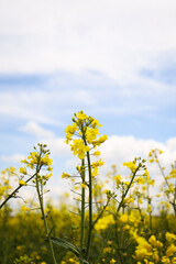 Obraz premium rapeseed field in bloom, rapeseed field, rapeseed flower in hand, bee on the rapeseed flower, past blooms