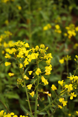 rapeseed field in bloom, rapeseed field, rapeseed flower in hand, bee on the rapeseed flower, past blooms